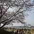 写真で見るソウルの桜と春の花～２０１４年編