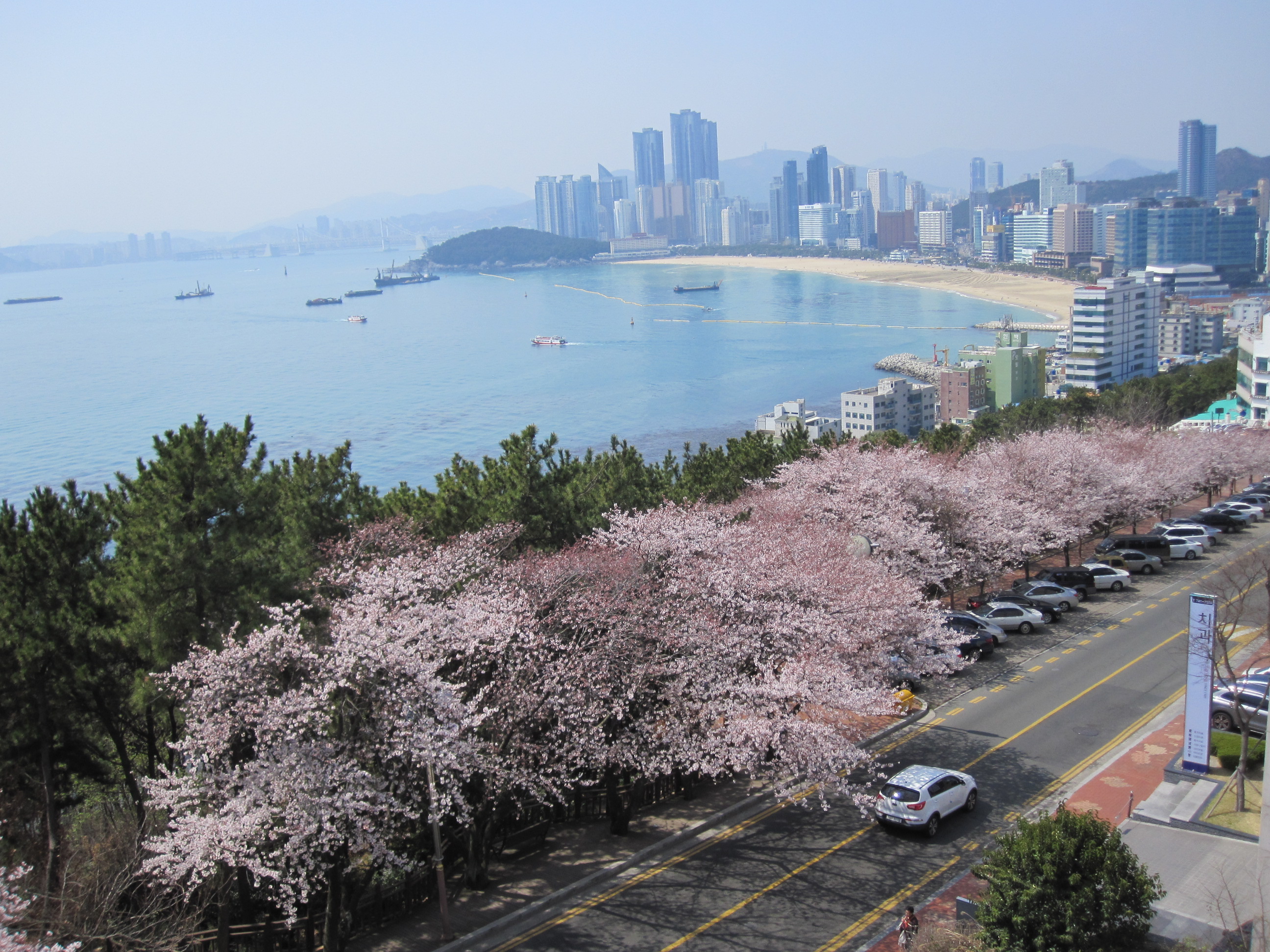 写真で見る釜山の桜 15年編 プサンナビ