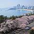 写真で見る釜山の桜～2015年編～