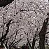 写真で見るソウルの桜と春の花～２０１５年編