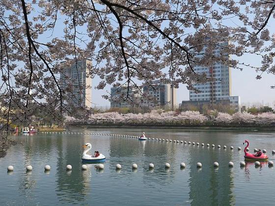 4月のソウル 年 ソウルナビ