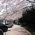 写真で見る釜山の桜～2016年編～