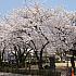  写真で見るソウルの桜と春の花～２０１６年編 