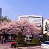 【プチ桜】学生街、新村（シンチョン）の桜！