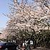 写真で見る釜山の桜～2018年編～ 