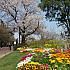  写真で見るソウルの桜と春の花～２０２０年編