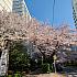 写真で見る釜山の桜～２０２１年編～