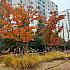 弘大駅前の憩いの場、京義線スッキルも秋色です！