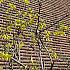 ソウルの春の花２０２４年開花予想～レンギョウは３月２８日、ツツジは３月２９日