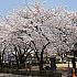 ソウルの桜前線２０２４年～ソウルは４月３日