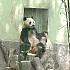 「上海動物園」に行ってみよう！【2020年版】