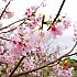 陽明山はカラーと桜の季節です