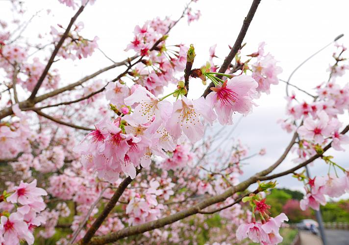 陽明山はカラーと桜の季節です 台北ナビ