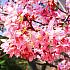 【桜の季節がやってきた！】「2022陽明山花季(陽明山フラワーフェスティバル)」スタート！