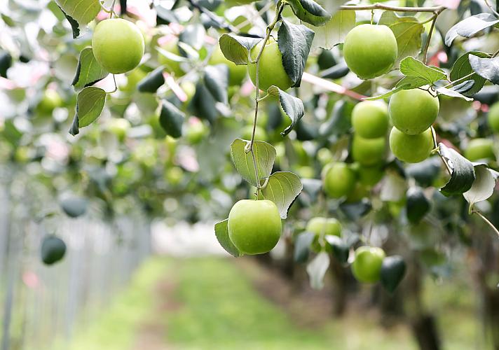 蕾付き‼️ 台湾ナツメ蜜棗 ，インドナツメ 接ぎ木苗 インド