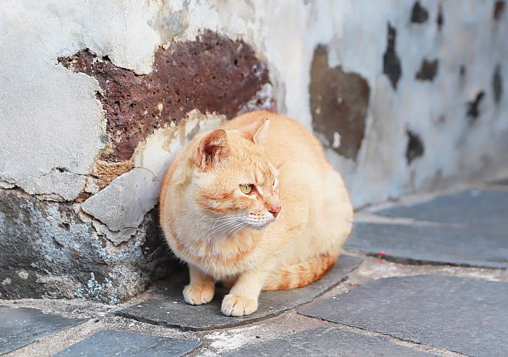 ホン・イー　猫　陶器　台湾現代アーティスト　台湾 ANOMALY