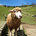 台湾のアルプス「清境農場」で羊ちゃんたちと戯れよう♪【台中出発】